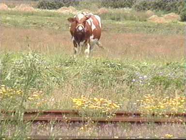 Nasza krowa te czekaa na Costerin.