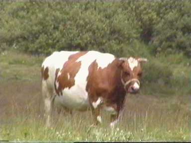 W Somoninie najbardziej podobaa nam si krowa. Majestatyczna, a jednoczenie pena wdziku. Zupenie jak Mr Bucket w znakomitym serialu "Co ludzie powiedz" ("Keeping Up Appearances")