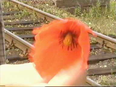 W Somoninie oprcz krowy widzielimy pikne maki.