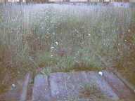 W okolicy mona znale pozostaoci po cznicy Kartuzy-Borkowo, nie uywanej ju od wielu lat. A szkoda, bo do Gdyni byoby znacznie bliej; przez Somonino pocig nakada strasznie drogi. Dziki czemu jest zupenie niekonkurencyjny wobec PKS-u... Ale o liniach kolejowych w okolicy moe innym razem...